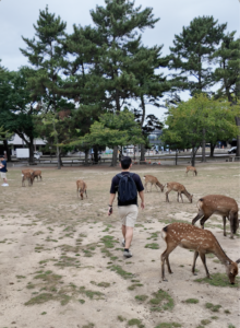 Sacred deer bowing politely in Nara Park, Japan